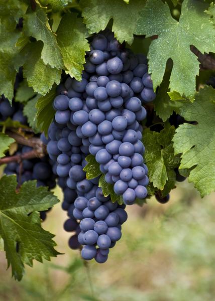 Blauwe druif - Vitis vinifera 'Boskoop Glory' - ↨45cm - Ø13cm