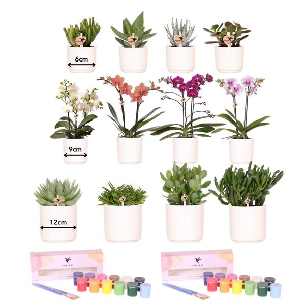 Bloempotten met Orchideeën én succulenten (12 stuks) en Verfpakket - Voor 4 personen