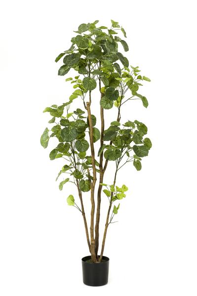 Polyscias - Aralia - Kunstplant - ↨160cm