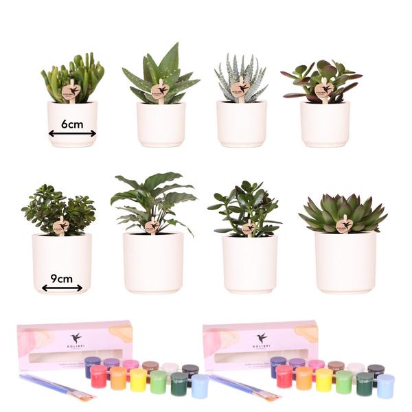 Bloempotten met Succulenten (8 stuks) en Verfpakket - Voor 4 tot 8 personen - Creatieve Workshop Set