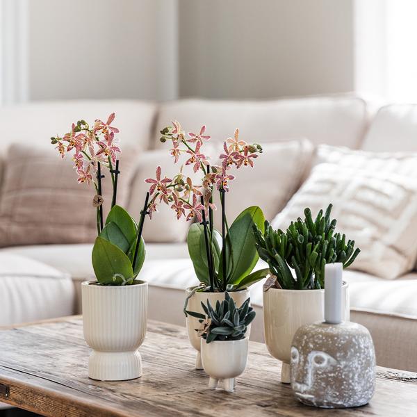 Rode Phalaenopsis orchidee - Congo + Diabolo travertine - potmaat Ø9cm