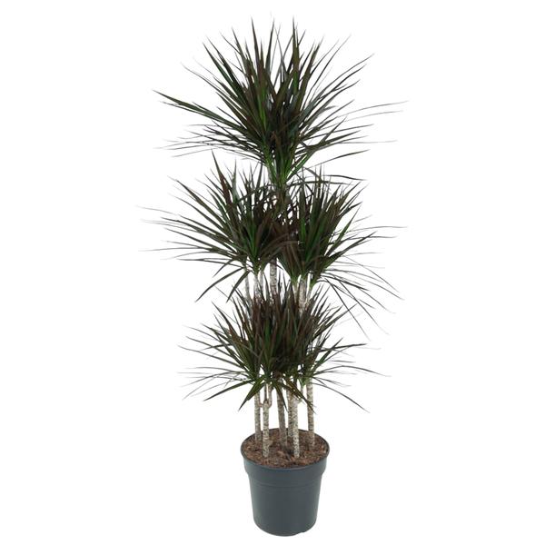 Dracaena Magenta Carrousel - ↨150cm - Ø31cm