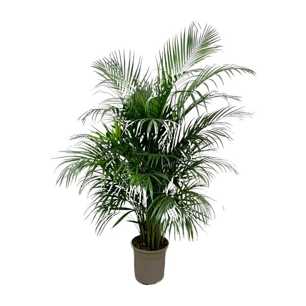 Dypsis Lutescens (Areca palm) - ↨150cm - Ø24cm