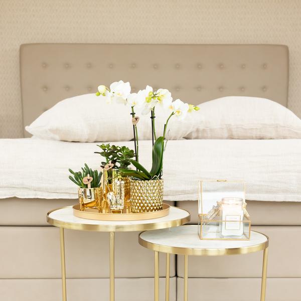Witte Phalaenopsis orchidee Amabilis + Diamond sierpot goud – Ø9cm