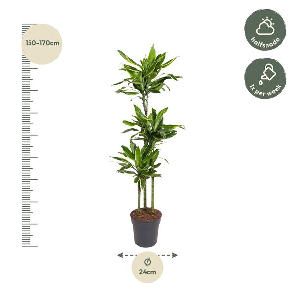 Dracaena Golden Coast - ↨160cm - Ø24cm