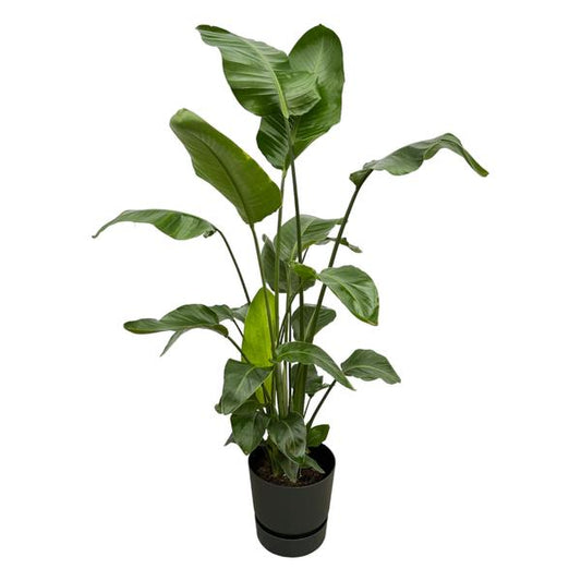 Strelitzia Nicolai - incl. bloempot Zwart - ↨160cm - Ø30cm