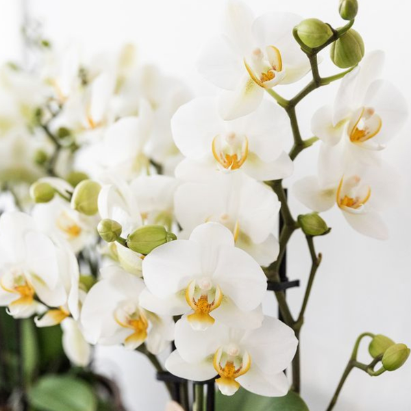 Plantenset Star Fish - Witte Phalaenopsis Orchidee Lausanne en Succulent incl. keramieken sierpotten op wit organisch dienblad