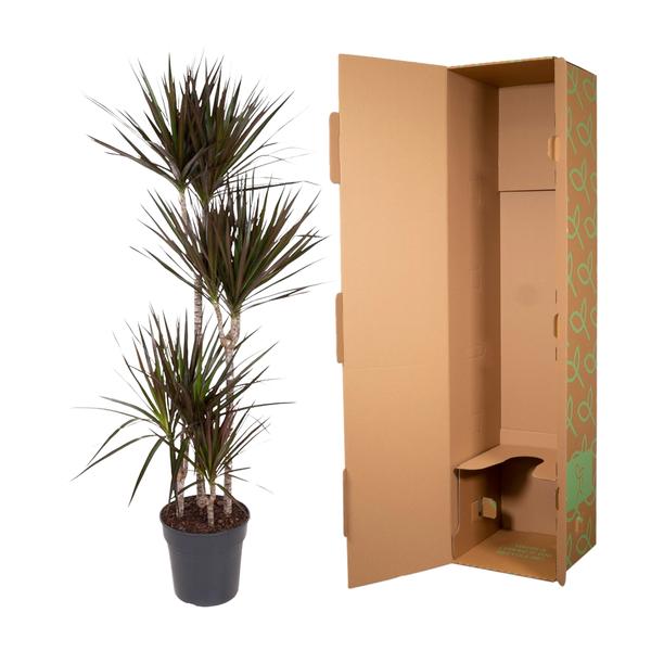 Dracaena Magenta - ↨150cm - Ø27cm