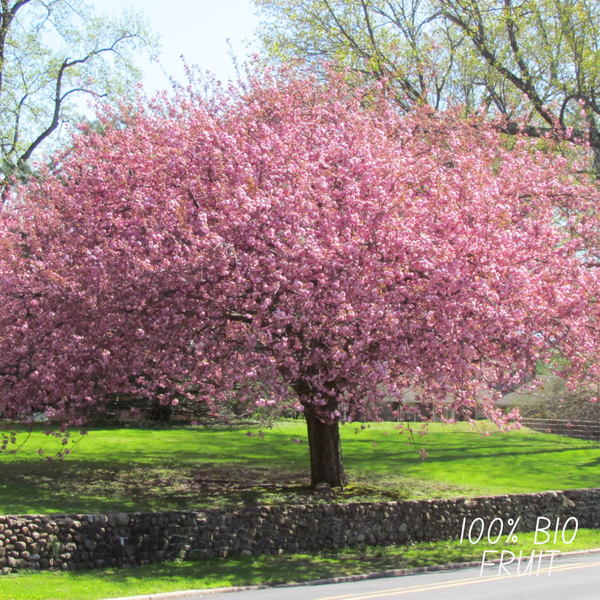 Biologische Kersenboom Prunus Avium - ↨60cm - Ø20