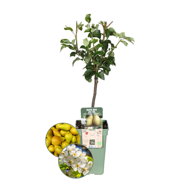 Biologische Perenboom Pyrus - ↨60cm - Ø20