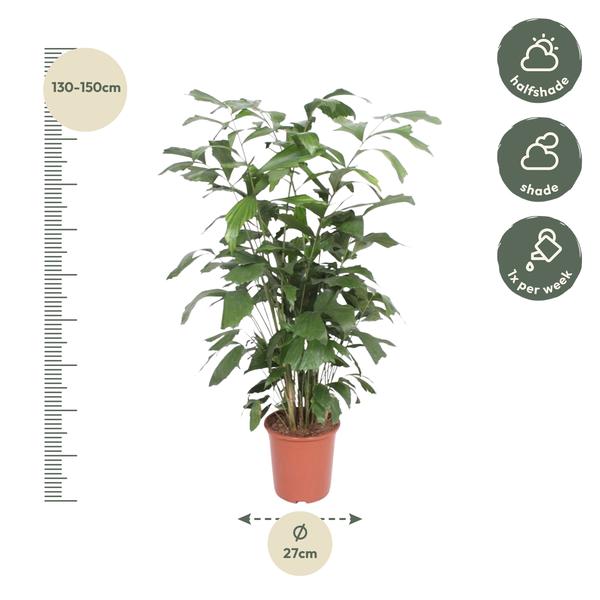 Caryota Mitis - ↨140cm - Ø27cm