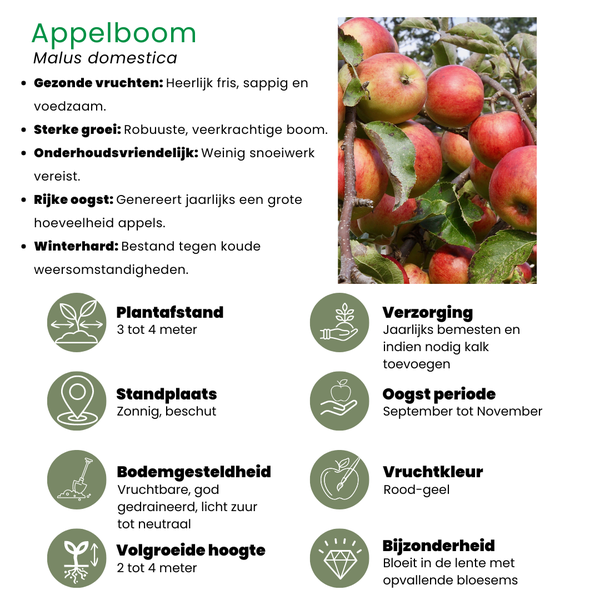 Biologische Appelboom Malus - ↨60cm - Ø20