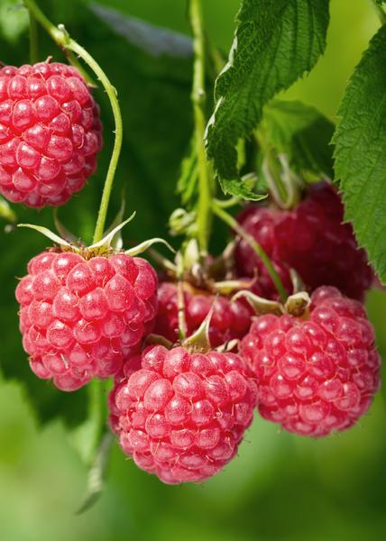 Framboos - Rubus idaeus 'Malling Promise' - ↨45cm - Ø13cm
