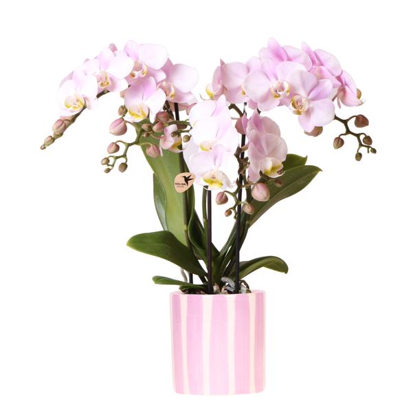 Roze Phalaenopsis orchidee Portugal + Painted Stripe pot roze - potmaat Ø9cm