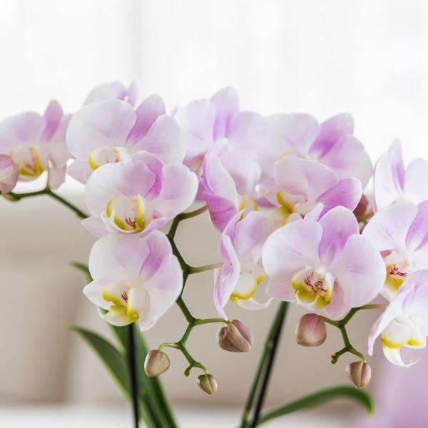 Plantenset Candy - Roze Phalaenopsis Orchidee Portugal en Succulent incl. keramieken sierpotten