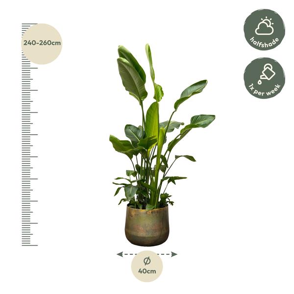 Strelitzia Nicolai de luxe XXL - ↨250cm - Ø40cm