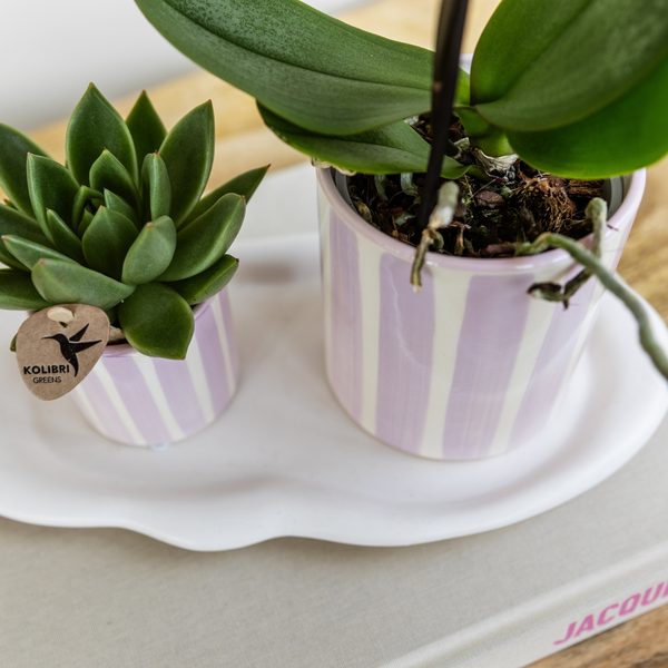 Roze Phalaenopsis orchidee Portugal + Painted Stripe pot roze - potmaat Ø9cm