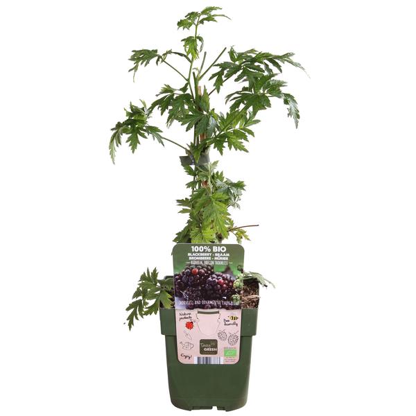 Doornloze Braam - Rubus fruticosus 'Thornless Evergreen' - ↨45cm - Ø13