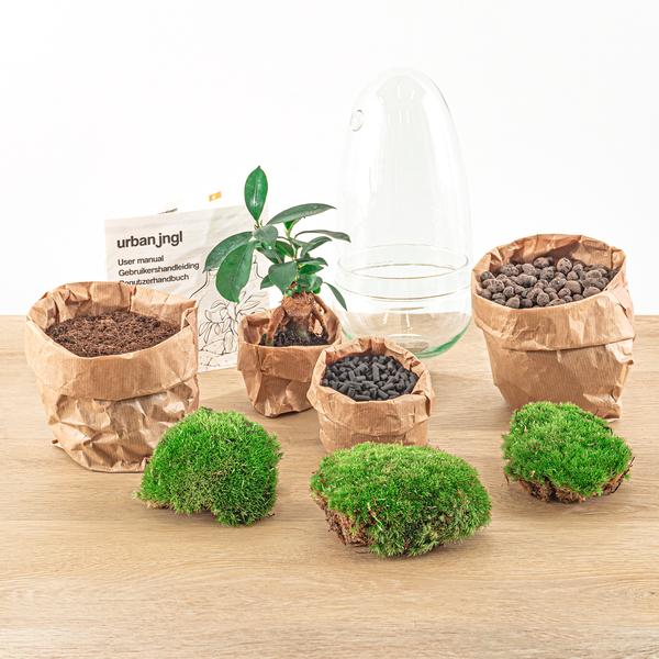 DIY terrarium - Egg Bonsai - ↨25cm