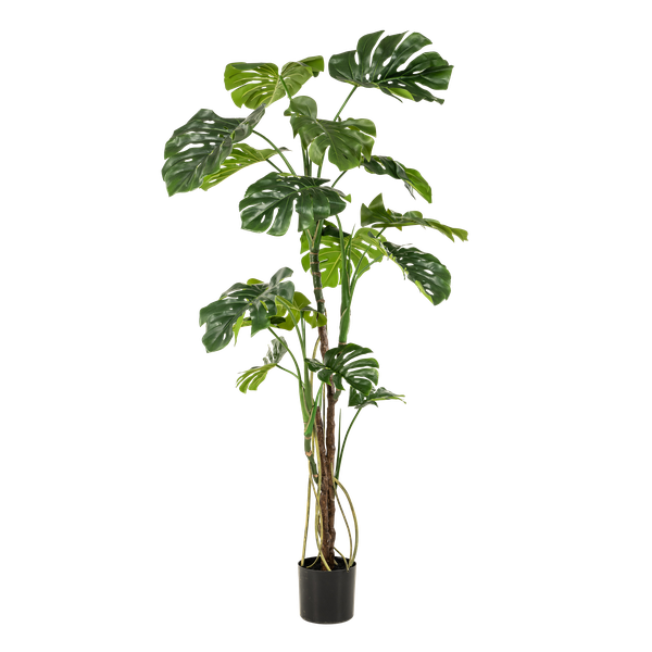 Monstera - Gatenplant - Kunstplant - ↨180cm