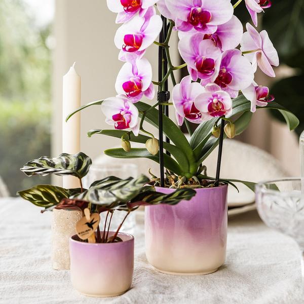 Roze orchidee Niagara Falls + Gradience sierpot roze - potmaat Ø9cm