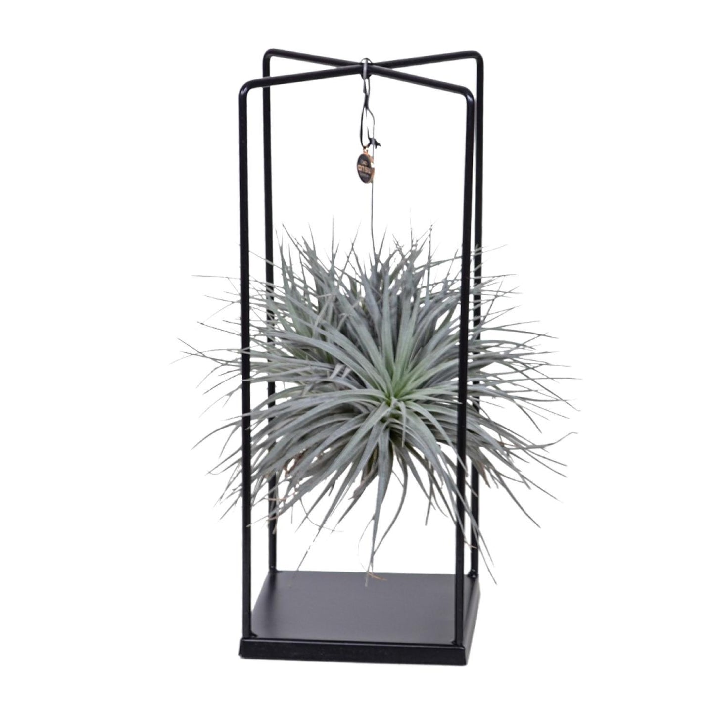 Tillandsia Cube - ↨20cm - Ø20cm