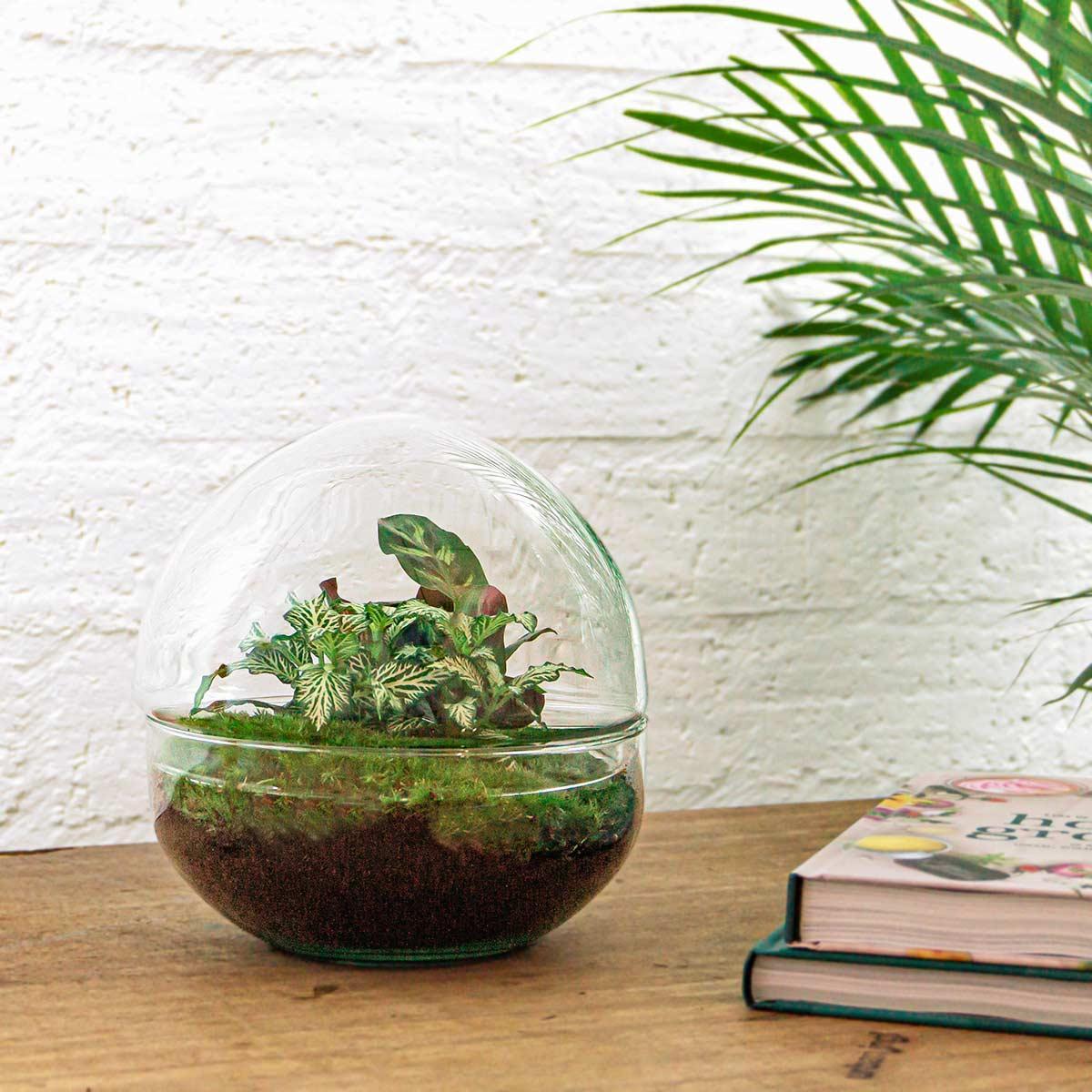 DIY terrarium Dome - ↨20cm - Ø20cm