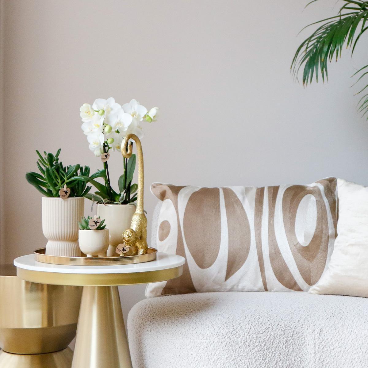 Plantenset Luxury Living - Witte Phalaenopsis Orchidee en Succulenten incl. keramieken sierpotten