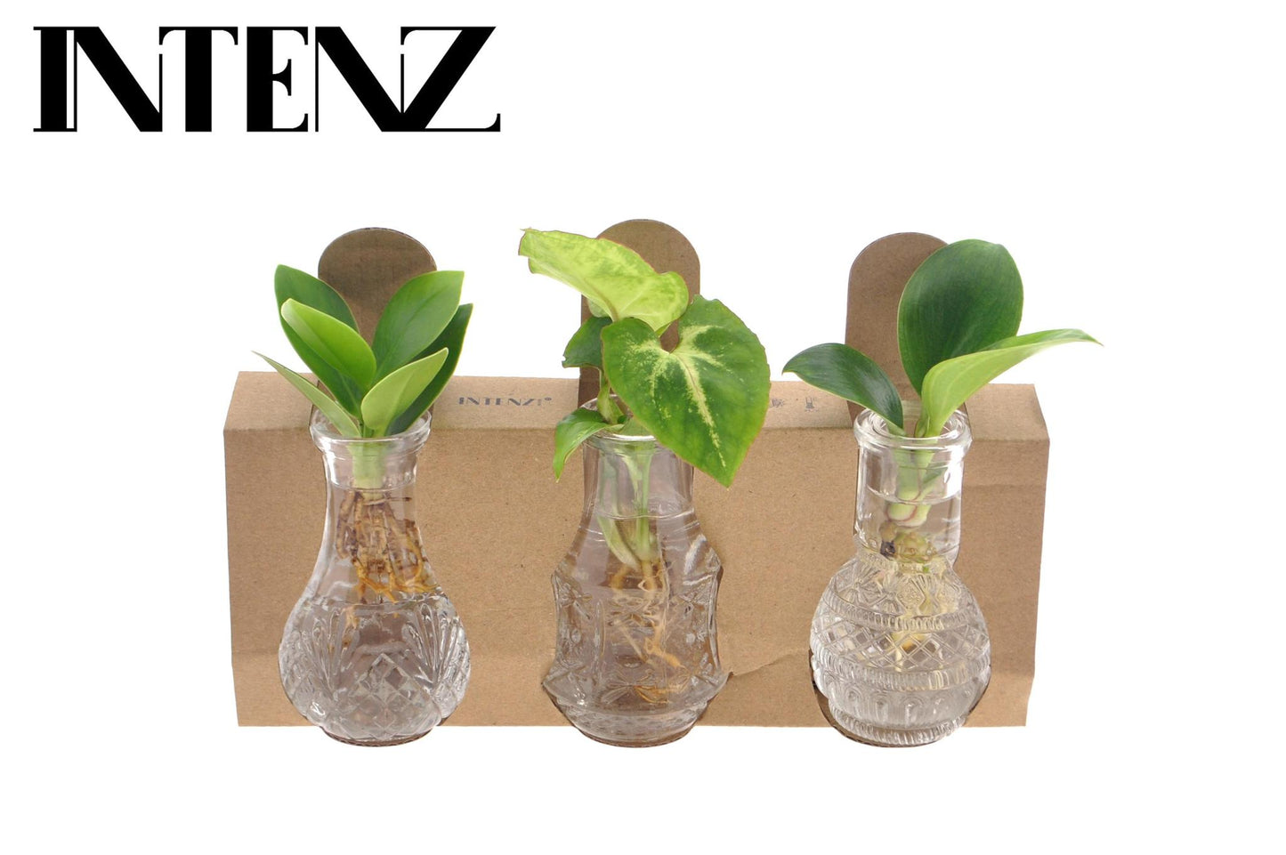 Kamerplanten Mix In Berlin Glas - ↨10cm - Ø7cm