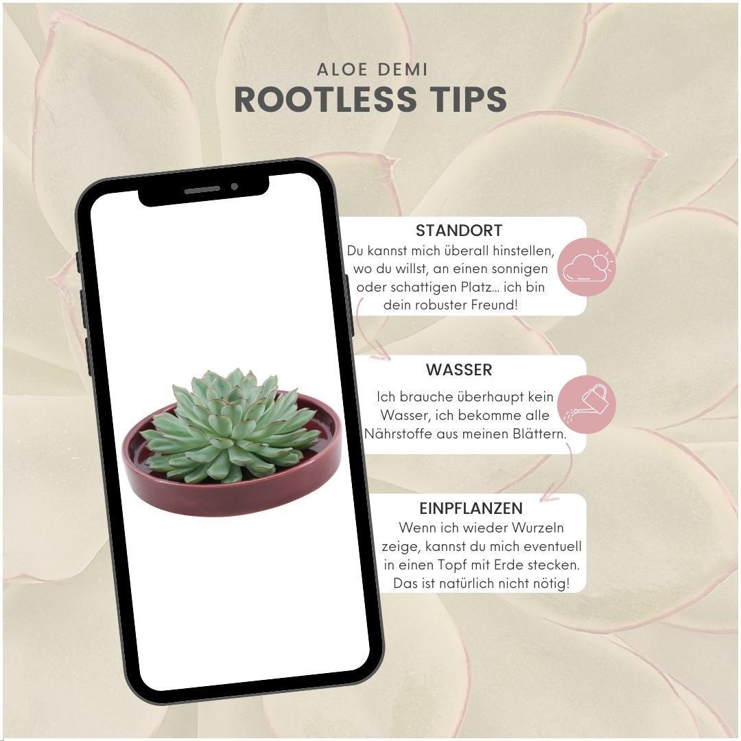 Succulent Echeveria Pulidonis in schaal rood - ↨5cm - Ø20cm