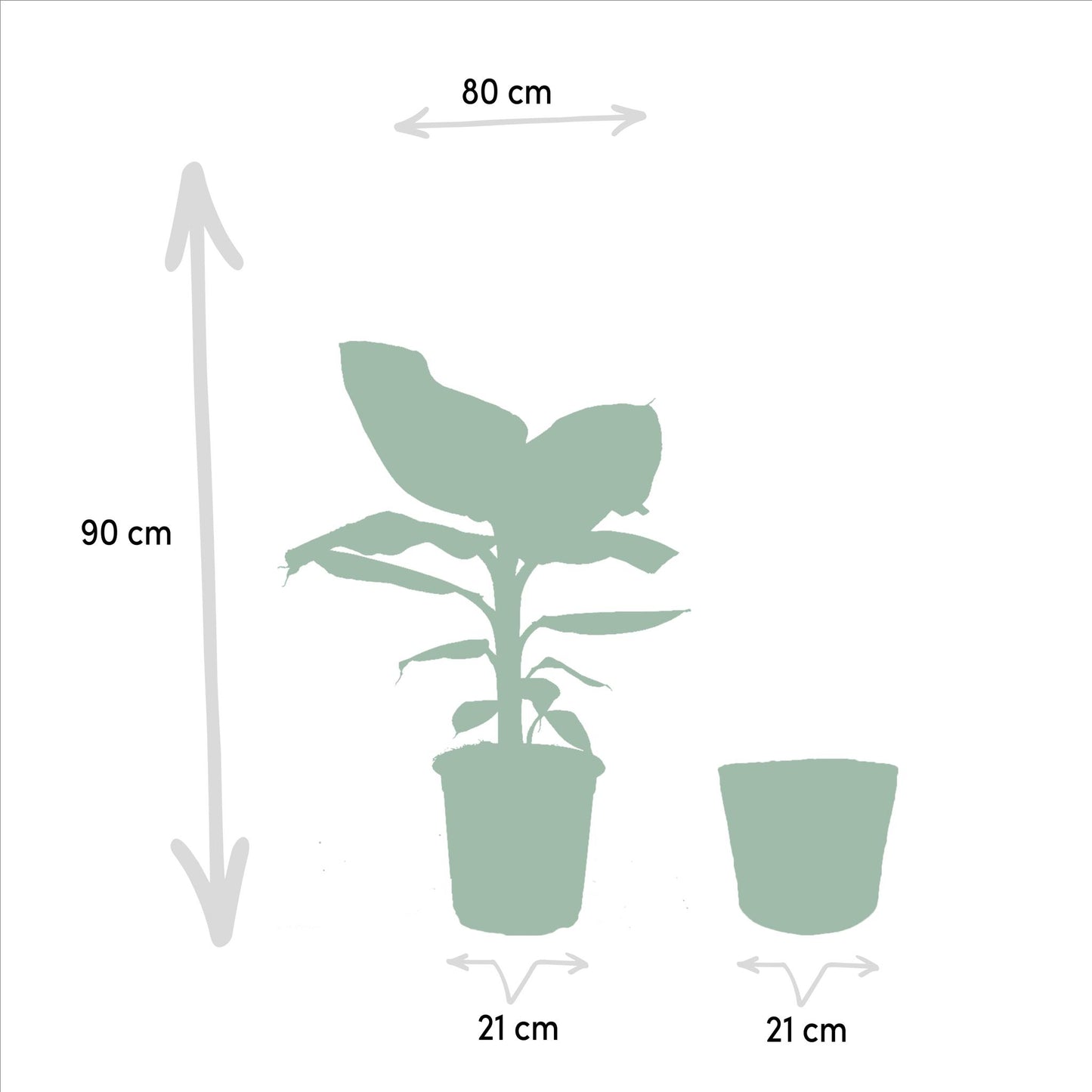 Set van 3 kamerplanten; Monstera Deliciosa, Alocasia Zebrina en Strelitzia Nicolai - met manden Selin - ↨75cm - Ø19 / Ø21cm