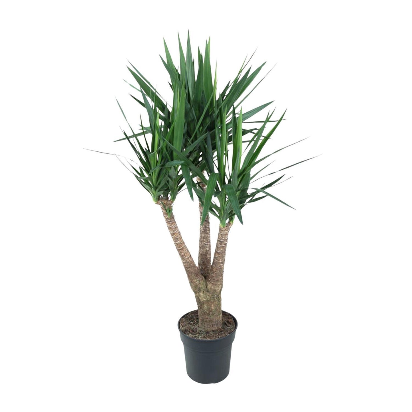 Yucca Elephantipe vertakt - ↨150cm - Ø31cm