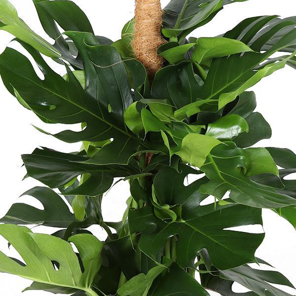 Monstera Deliciosa mosstok - met Albury natural mand - ↨150cm - Ø27cm