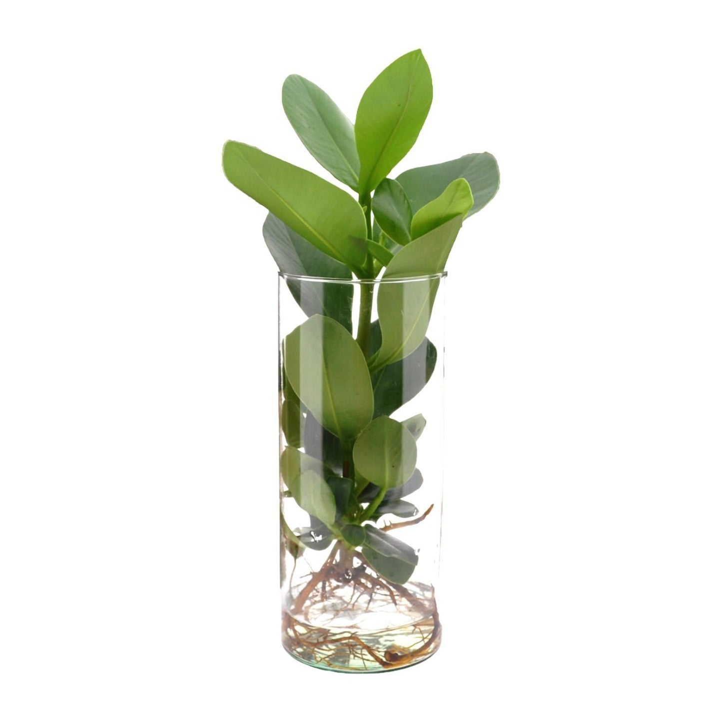 Clusia In cilinder glas - ↨30cm - Ø12cm