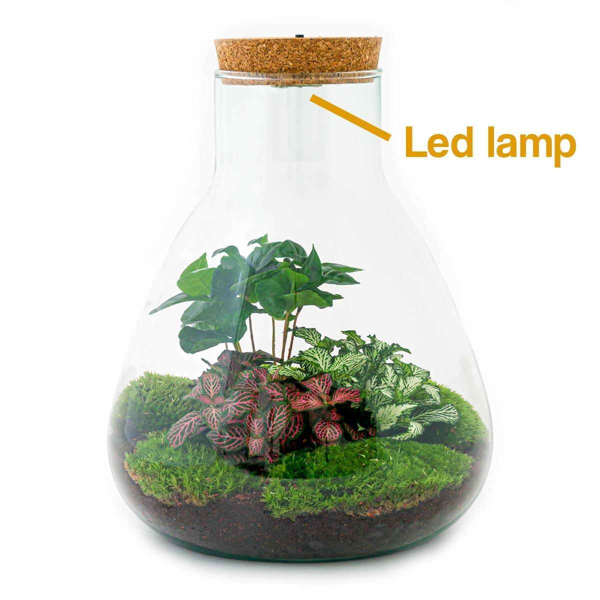 DIY terrarium Sam Coffea met LED - ↨30cm - Ø24,5cm