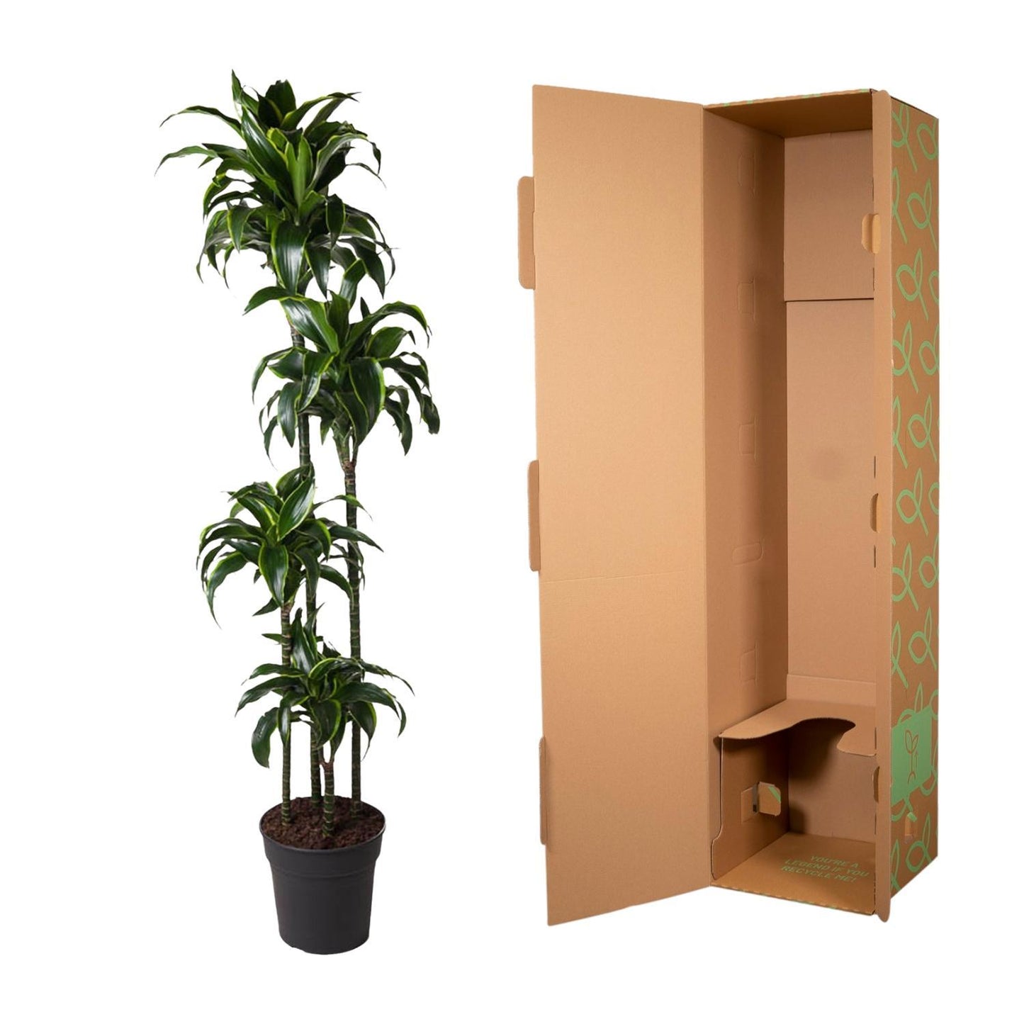Dracaena Dorado - ↨170cm - Ø27cm