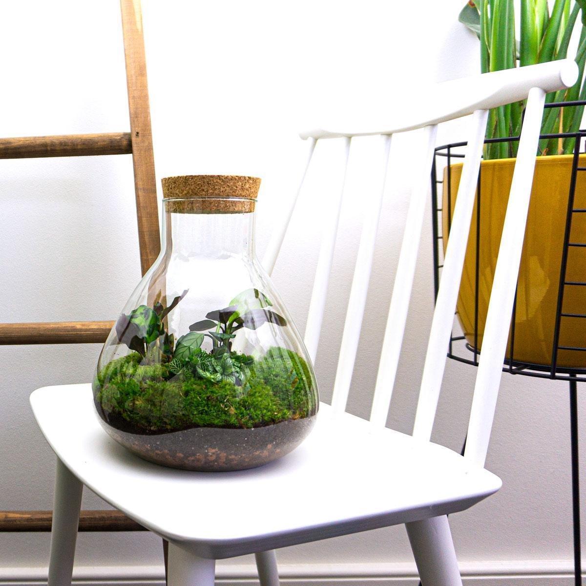 DIY terrarium Sammie – ↨27cm - Ø22,5cm