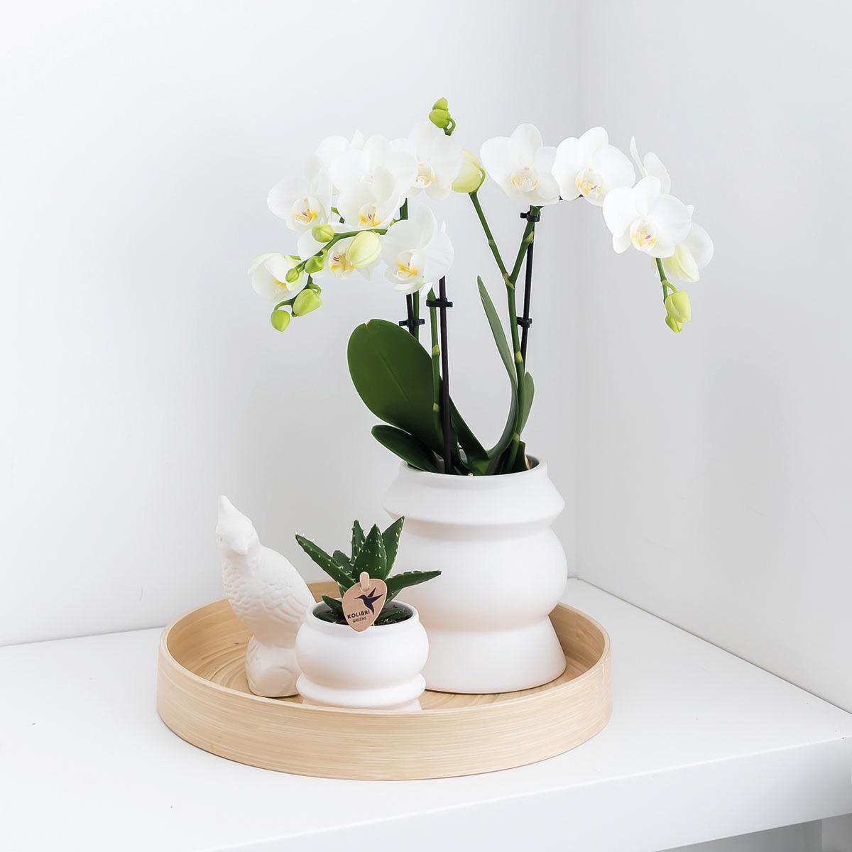 Verrassingsbox met 4 orchideeën eenkleurig - Ø9cm