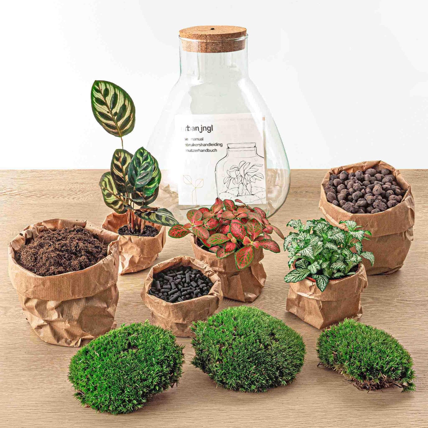 DIY terrarium Sam Calathea met LED - ↨30cm - Ø24,5cm