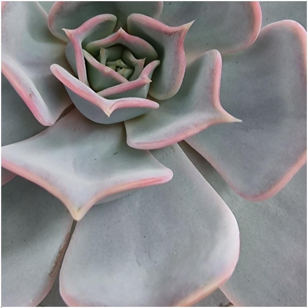 Succulent Echeveria Lilacina - ↨5cm - Ø12-14cm