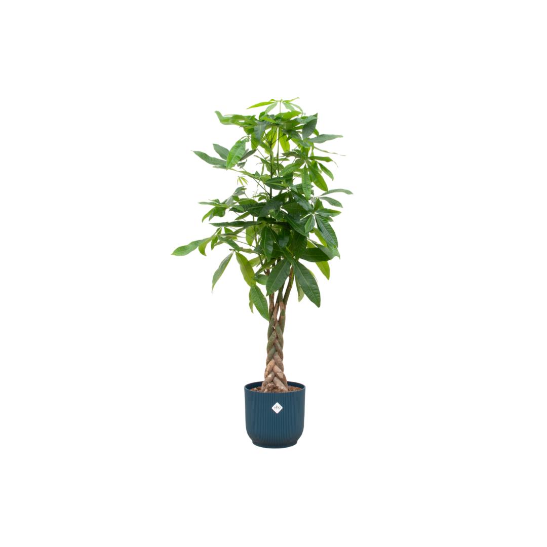 Pachira Aquatica - incl. bloempot Blauw - ↨160cm - Ø30cm
