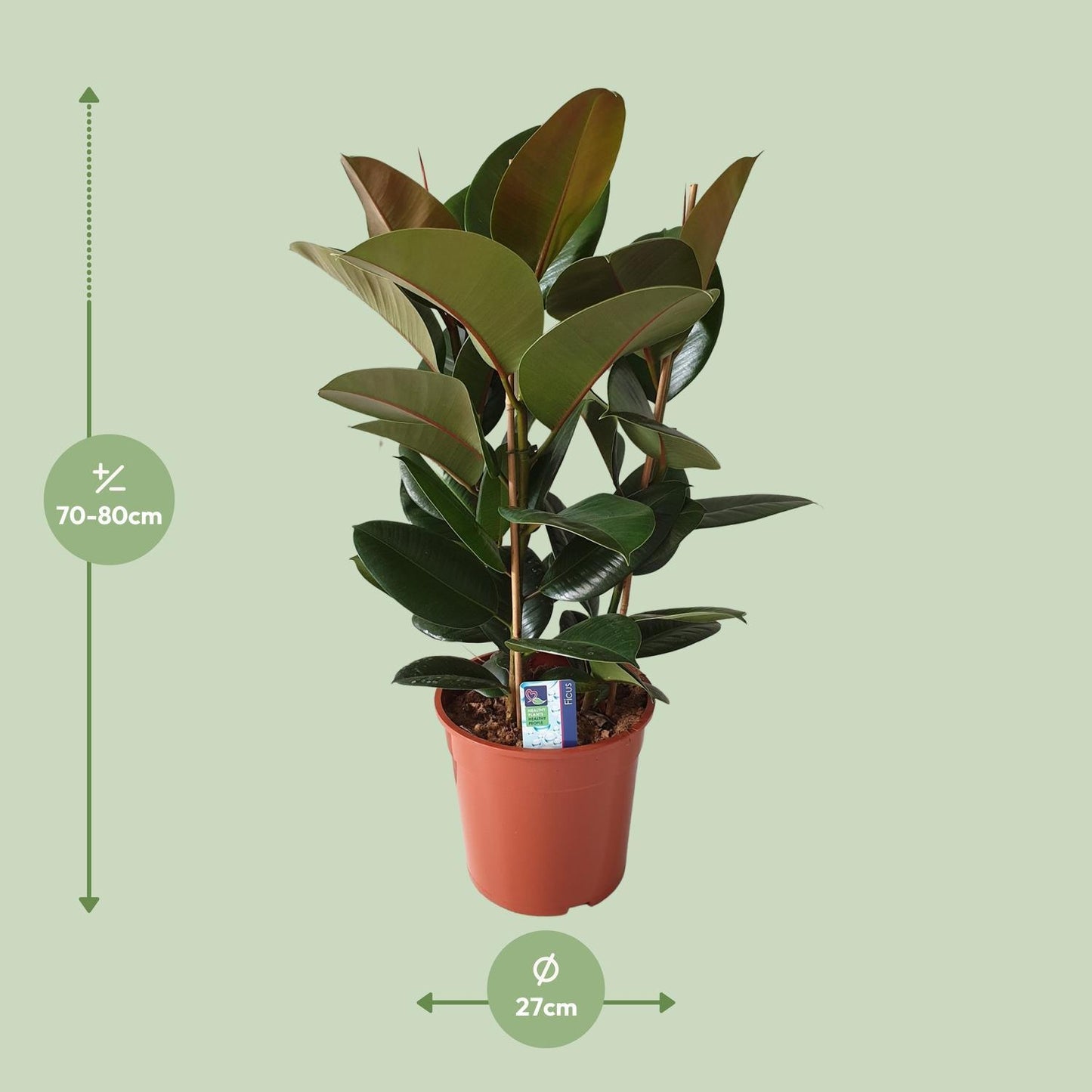 Ficus Elastica Robusta - ↨80cm - Ø27cm