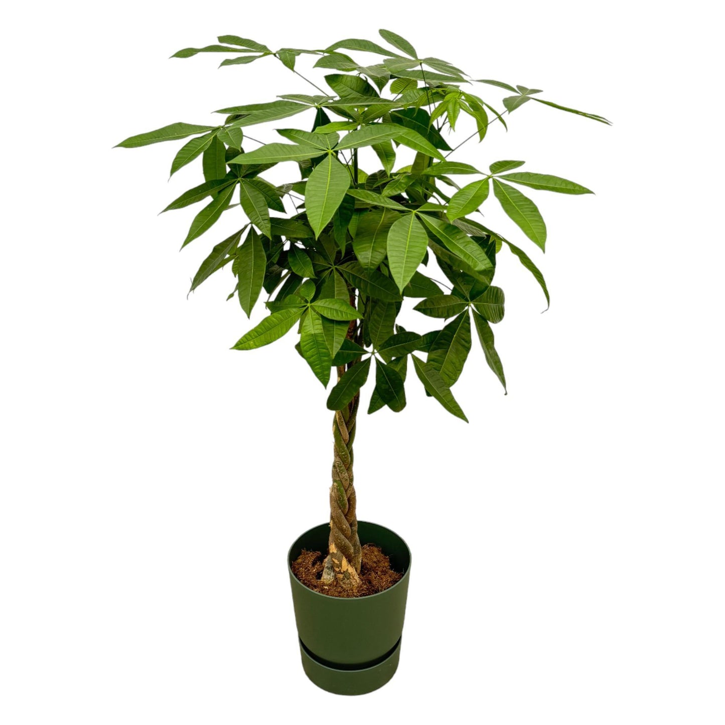 Pachira Aquatica - incl. bloempot Groen - ↨160cm - Ø30cm
