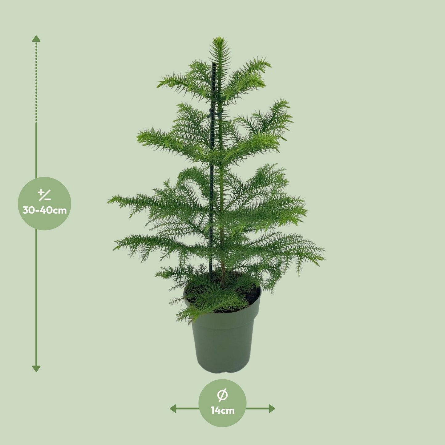 Araucaria Heterophylla - ↨40cm - Ø14cm