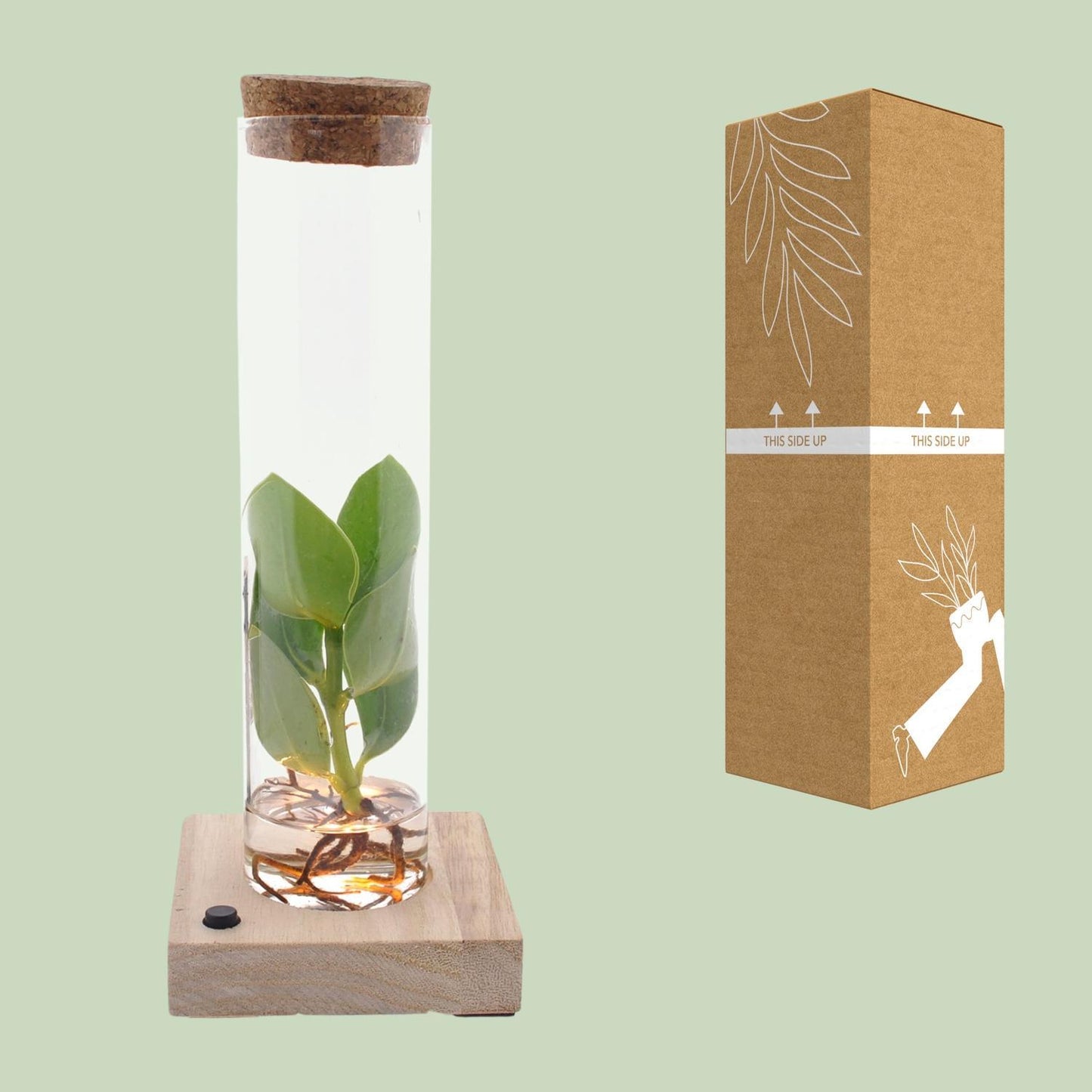 Clusia in tube glas + LED - ↨10cm - Ø5cm