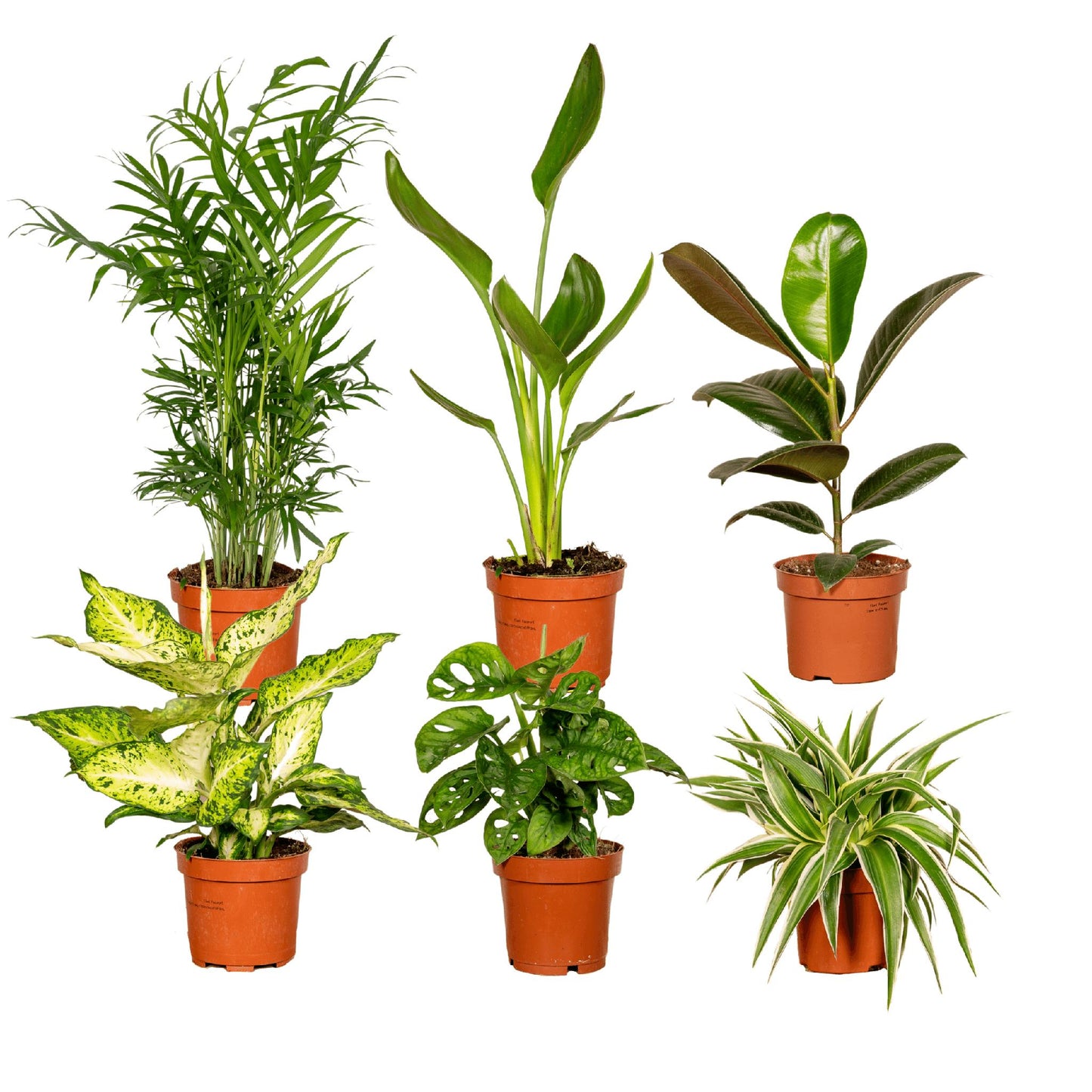 Verrassingsbox met 6 kamerplanten - ↨35cm - Ø12cm