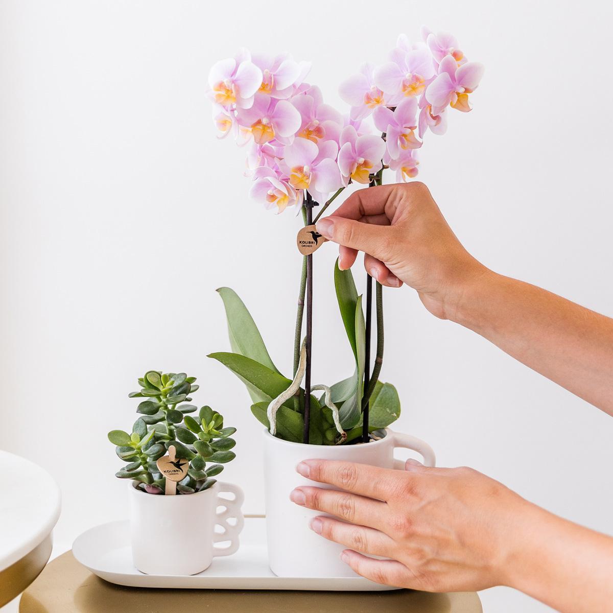 Verrassingsbox met 4 orchideeën eenkleurig - Ø9cm