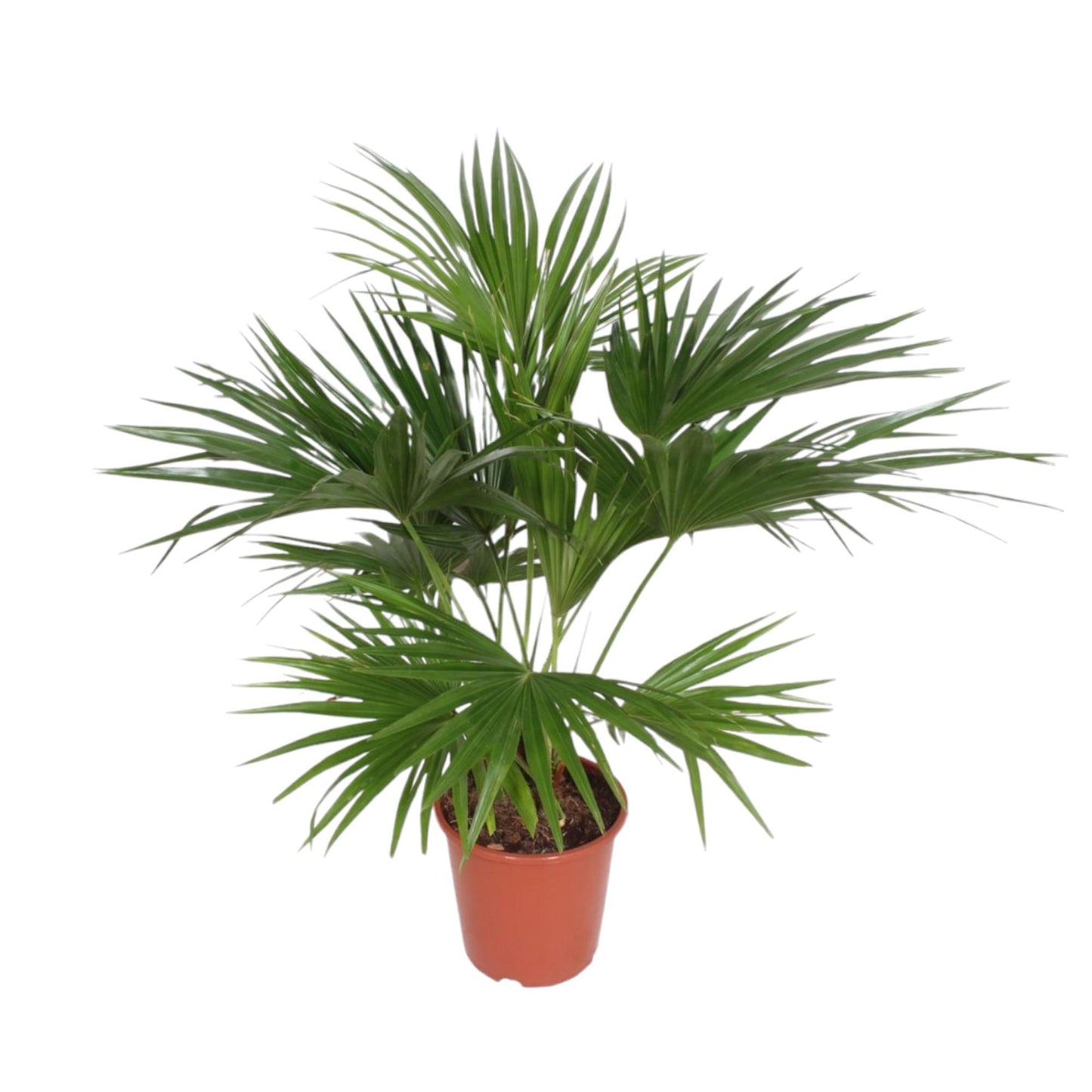 Livistona Chinensis - ↨150cm - Ø27cm