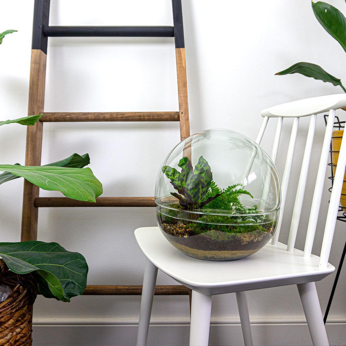 DIY terrarium Dome XL - ↨30cm - Ø30cm