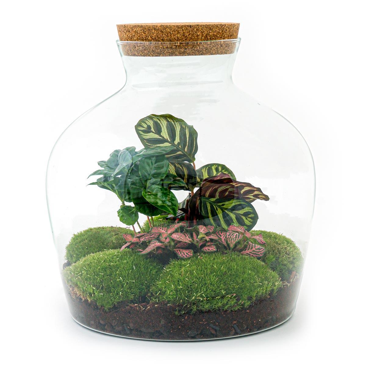 DIY terrarium Fat Joe Coffea - ↨30cm - Ø29cm